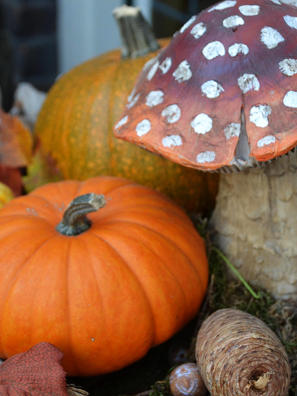 funghi