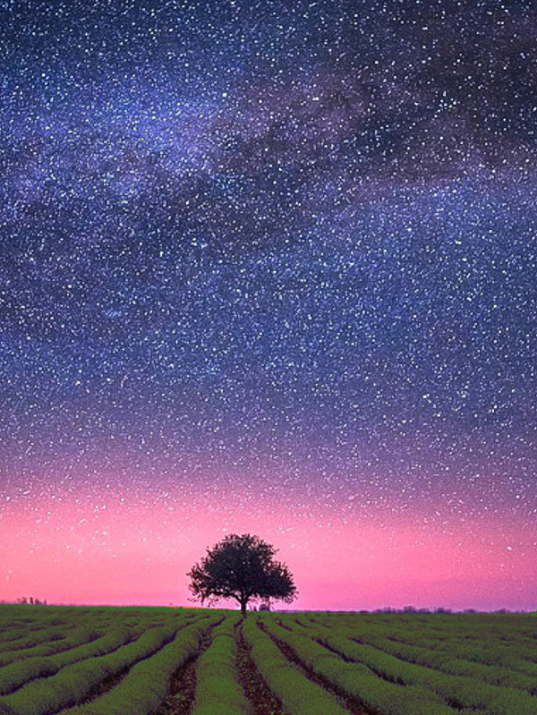stelle